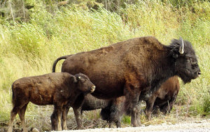 Bison Family: Photo taken 100km northeast of Yellowknife, NWT, Canada