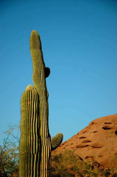 Saguaro cactus 1: 