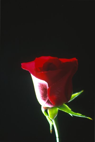 Dark Rose: 