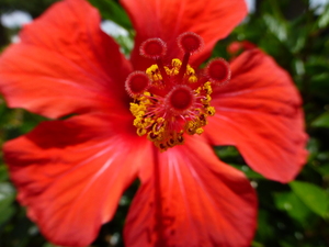 red flower: red flower
