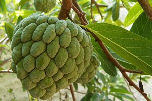 A fruit called sugar-apple: Fruit native to the tropical Americas