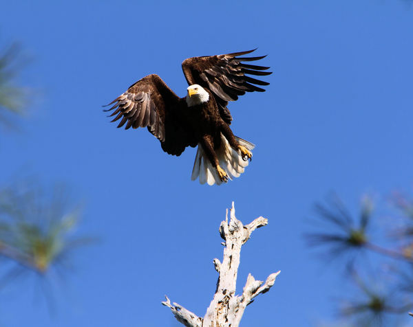 Eagle in Flight: Eagle taking off from top of an old tree close to it's nest.