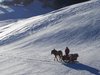 HORSES ON THE SNOW: 