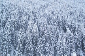 FOREST AND SNOW: a forest on Alps covered by snow during the night