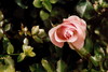 Rosa Rose: 