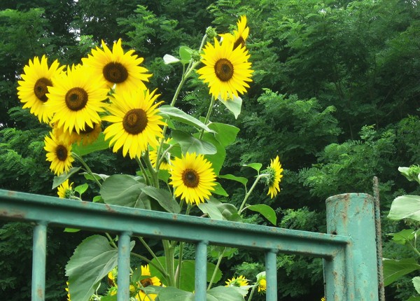 sunflowers above a gate: high plants of sunflowers