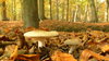 beautiful forest: This picture is taken in a forest in Belgium
