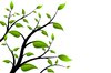 Spring Branch: Black branches with green leaves on a white background