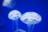 gorgeous jellyfish: 