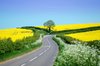 rural road with rape: country lanes curving over hills in the rural midlands of  England