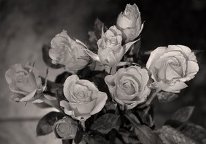 roses: colourless.
