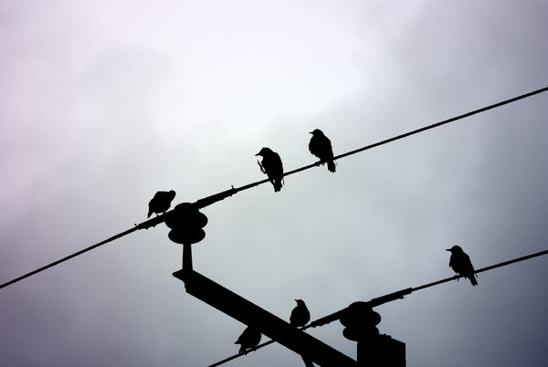 Free stock photos - Rgbstock - Free stock images | birds & wires ...