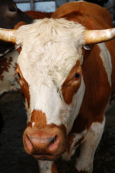 cow: a photograph of a cow.


just for you.