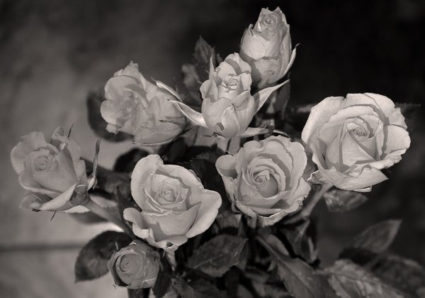 roses: colourless.