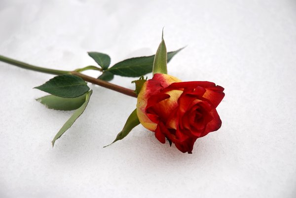 iced rose: a rose lying on snow