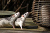 Rats outdoors: On a sunny day my daughter took her rats outdoors. Some of the best pics I wanna share with you all.


If you wanna use my pictures, please send me a link or a PDF of the publication. An additional comment would be welcome! Thnx so much!!