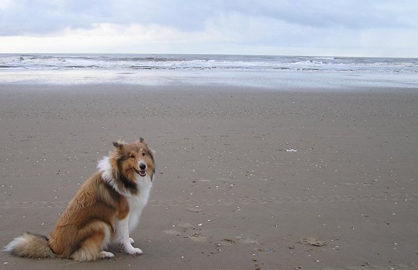 perro en la playa: 