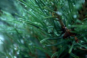Pine: pine needles from the morning dew