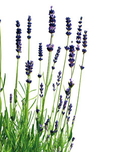 lavender: No description