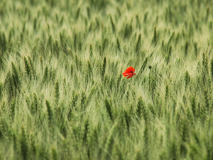 wheat: Red flower in the middle of a wheatfield
