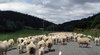 NZ traffic jam: Sheep being herded along a road in Nelson, New Zealand