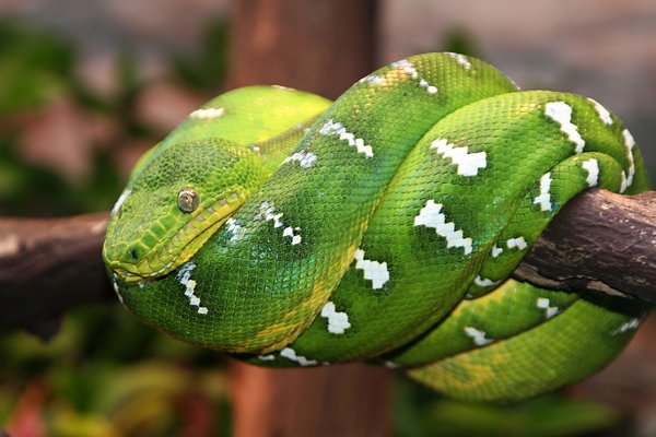 Green tree snake: Looking forward to feedback! Please credit if possible or drop me a line via http://www.jule.se