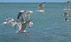 Seagulls: Swarm of seagulls at the sea