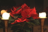 Poinsettia and candles: Two gleaming candles with a pointsettia