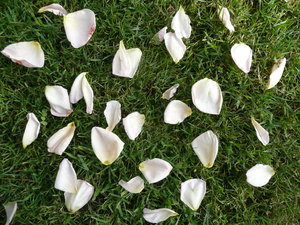 Rose Petals: Rose petals in the grass