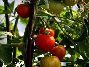 Tomatoes: Growing tomatoes