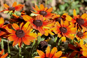 Black eyed Daisy 2: Brown and orange daisies in the sun