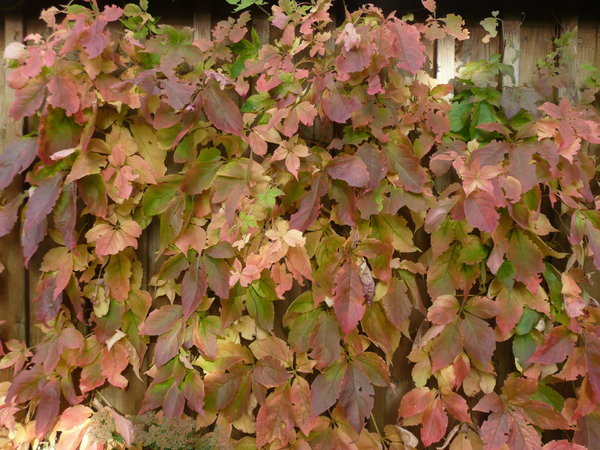 Autumn Colors 1: Coloured leaves in autumn