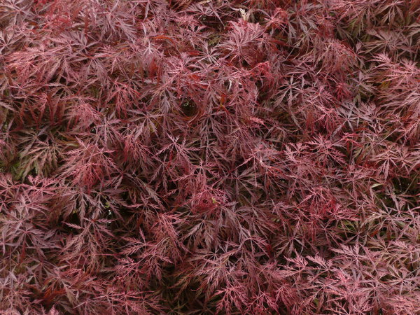 Japanese maple: Japanese maple from the top