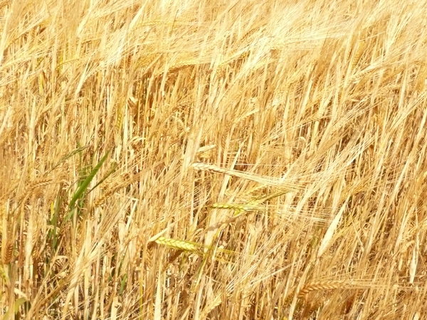 Barley: Barley ready to harvest, in the wind