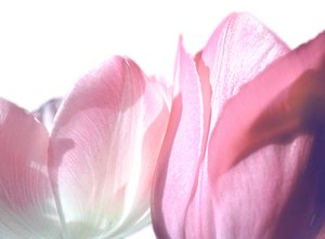 Pink Tulips: A close up  photo of pink tulips against a white background.