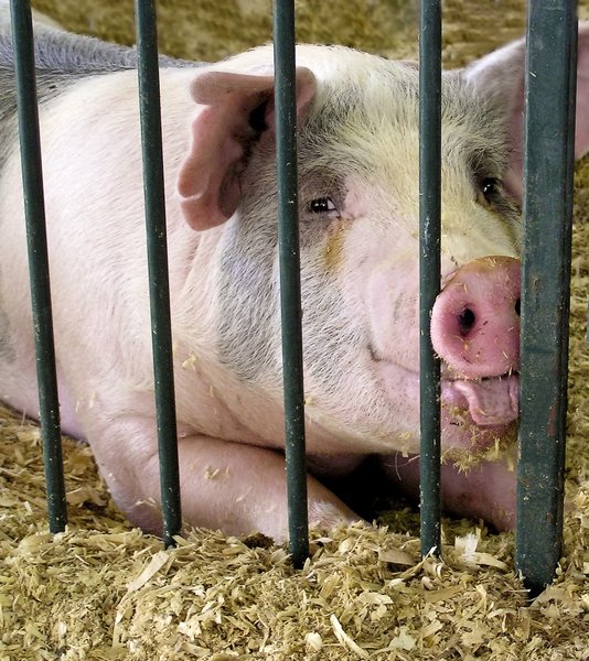 A Happy Pig: A photo of a hog taken at the county fair.