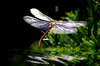 Dragonfly over water: Dragonfly over water