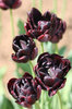 Tulips: Tulip flowers