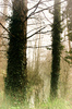 Misty woods: Misty Morning photos