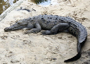 Crocodile: Dominican Crocodile