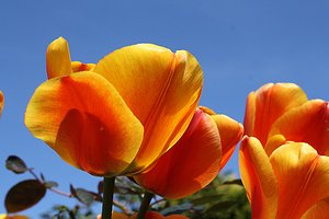 Tulipanes: 