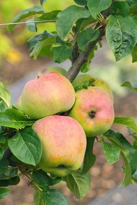 Manzanas inglesas en una rama: 