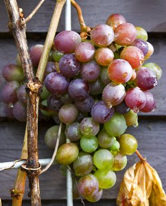 Grapes: GRAPES