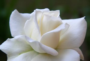 weiße Rose: 