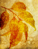Botanical background: Botanical drawing on a layered background