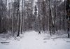 Inverno floresta: 
