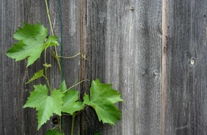 wine leaves: wine leaves in front of a wooden wall