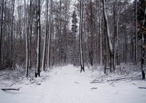 Bosque de invierno: 