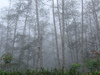 Of trees and mist: A cloudy forest in nearby Cataratas de la Paz, in Costa Rica