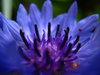 weirdo flowers (5): a very, very blue cornflower, closeup